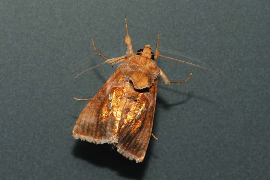 Notturna da id. - Chrysodeixis chalcites